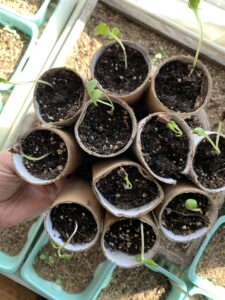 Getting Garden Ready